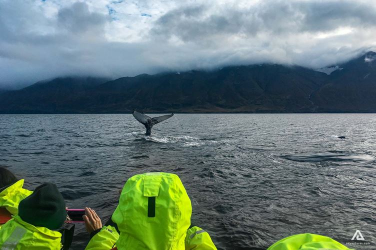 Dalvik Whale Watching From Boat In Iceland