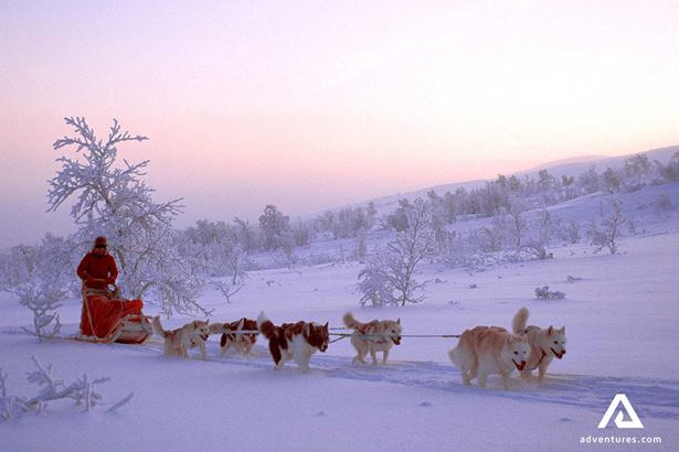 Sunset Dogsledding in Snowy Field in Norway