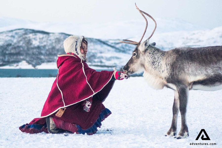 sami culture woman petting a reindeer