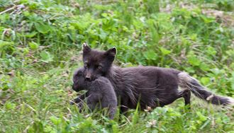 arctic fox carrying her baby cub in iceland