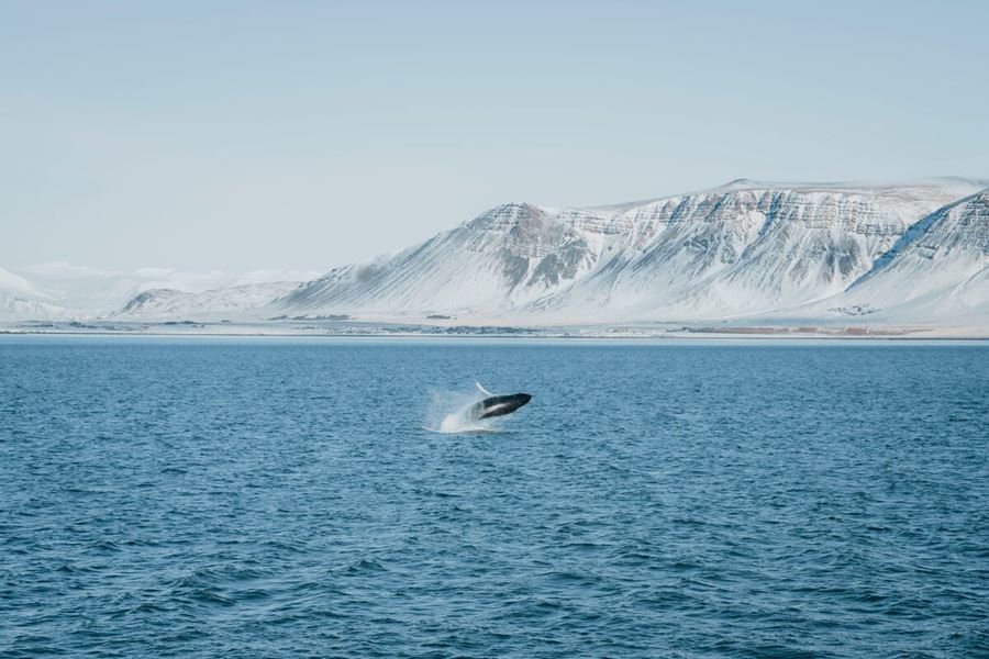 Whale jumping from ocean by Rekjavik in front of view of snow covered Fjords.