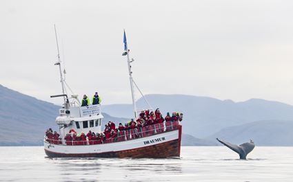 Dalvik Whale Watching Tour 
