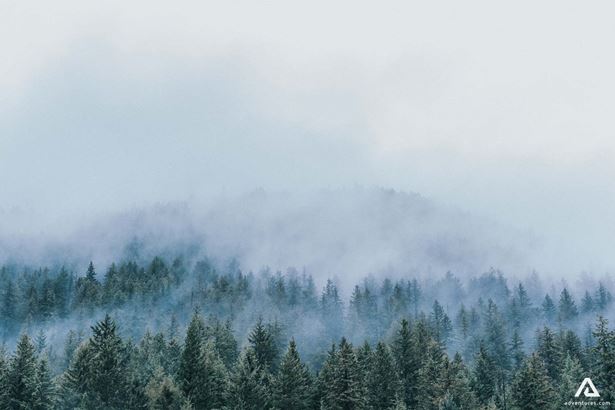 foggy forest in canada in the morning