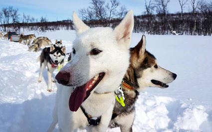 Dog Sledding Day Trip in Bodø, Northern Norway 