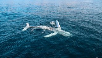 Whales of Iceland in the sea