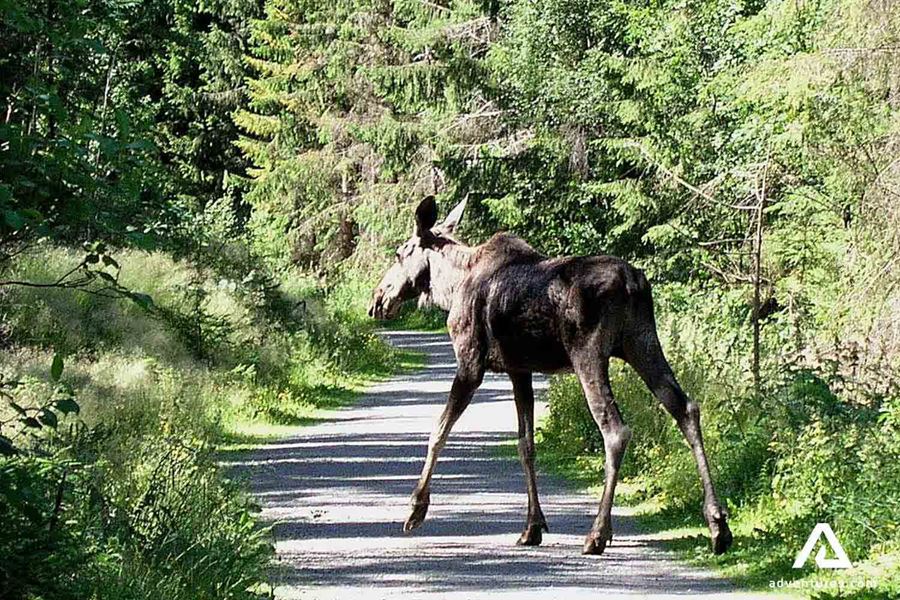 moose crossing road