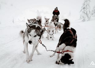Dog Sledding Tours