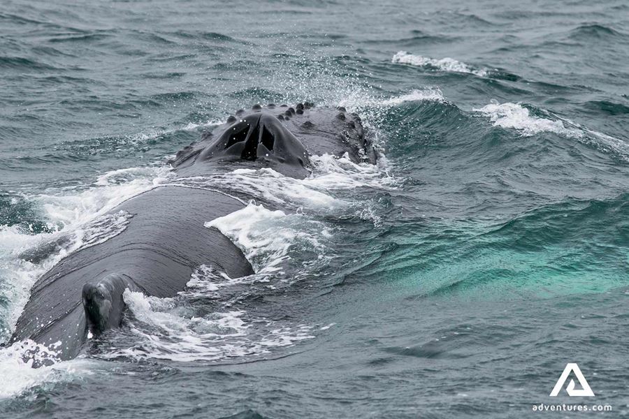 Humpback Whale Closeup