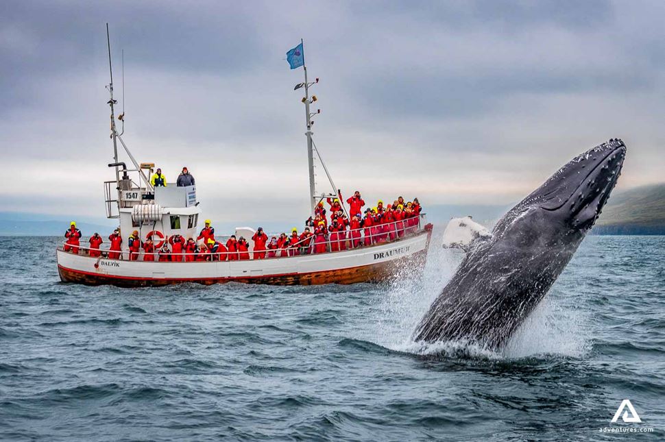 Whale Watching Tour in Dalvik
