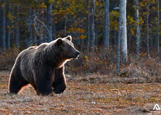 Wildlife Watching Tours