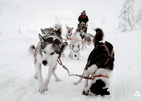 Dog Sledding Tours
