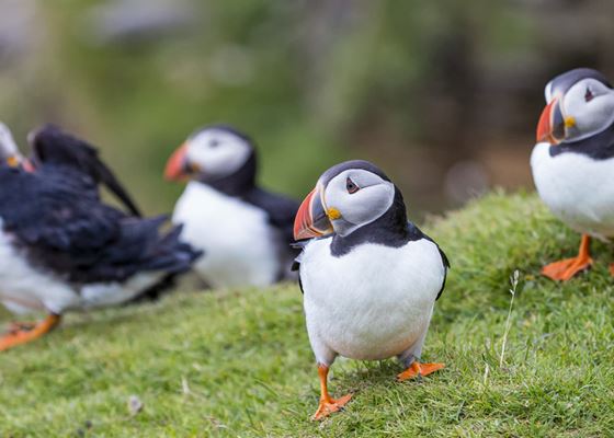 Papageientauchertouren in Island
