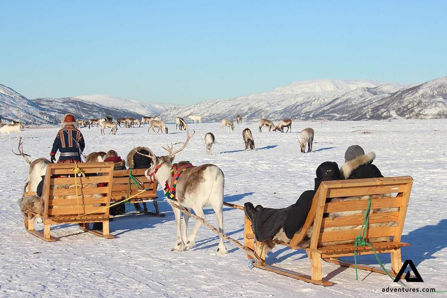 reindeer winter sledding group tour