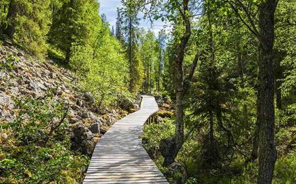 Guided Tour to Pyhä-Luosto National Park