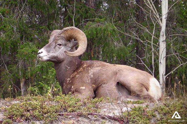 Goat by Rocky Mountains in Canadian Woods