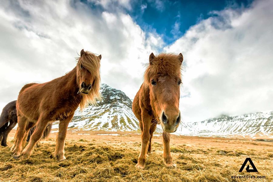 Curious Horses