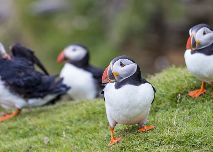 Papageientauchertouren in Island