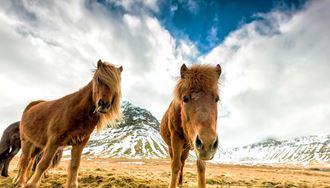 Curious Horses in Iceland