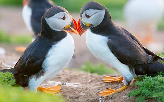 Puffins in Iceland: A Complete Guide 