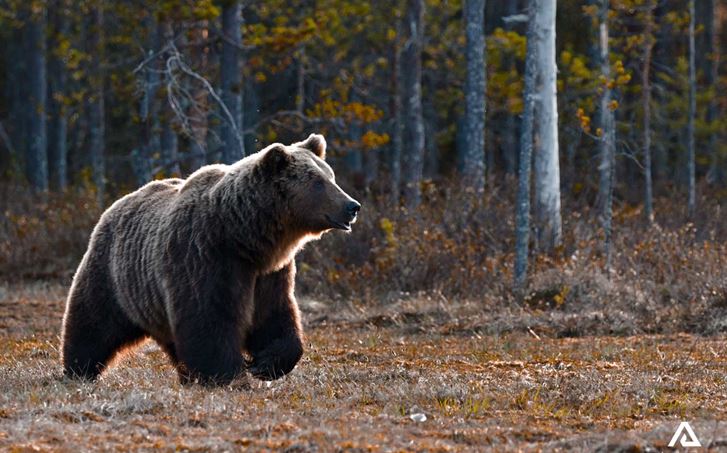 Wildlife Watching Tours