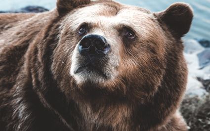 Wildlife Safari in the Chilcotin Mountains