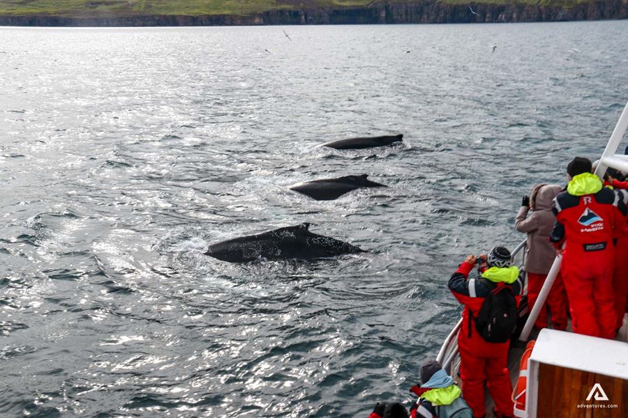 Whale Watching from the boat