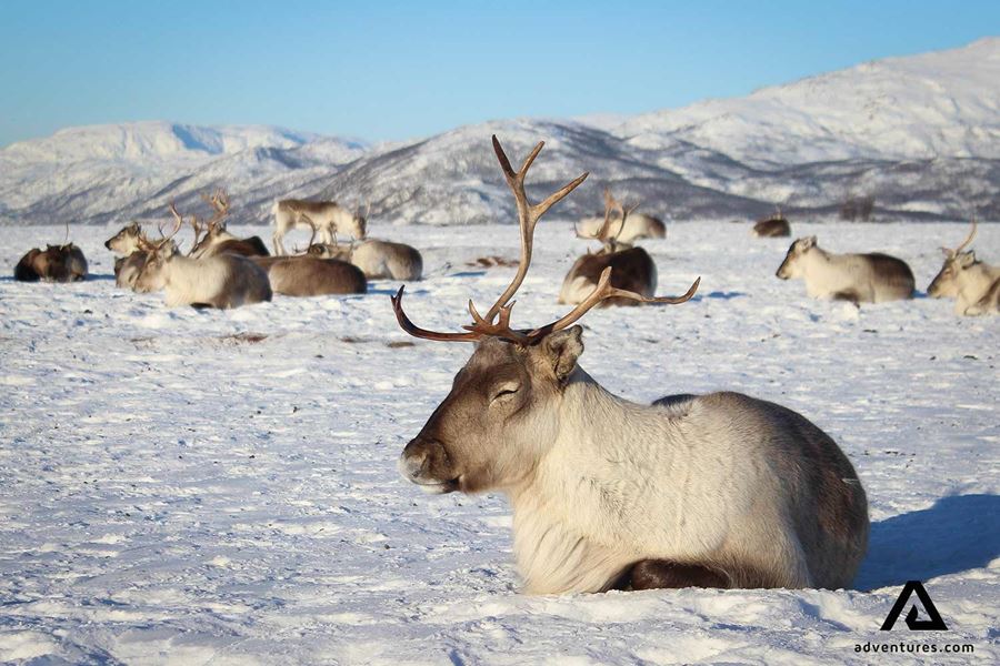 reindeers relaxing in winter