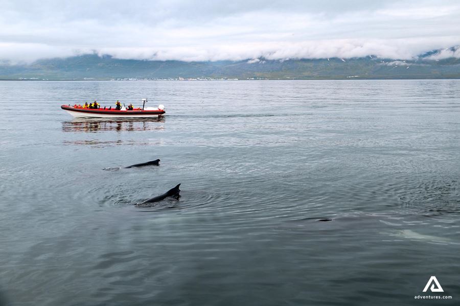 three whales near a rib boat