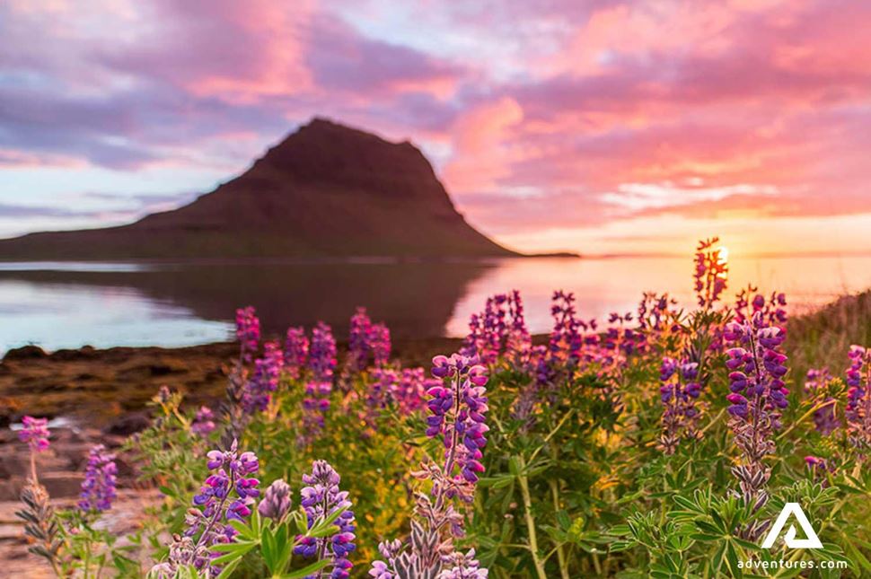 Lupines field near Kirkjufell mountain