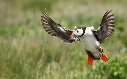 Puffin Watching from Reykjavik