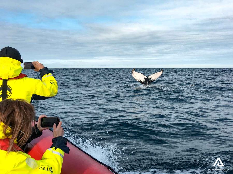 Whale Watching Tour Activity 