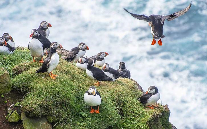 Puffin Watching Tours