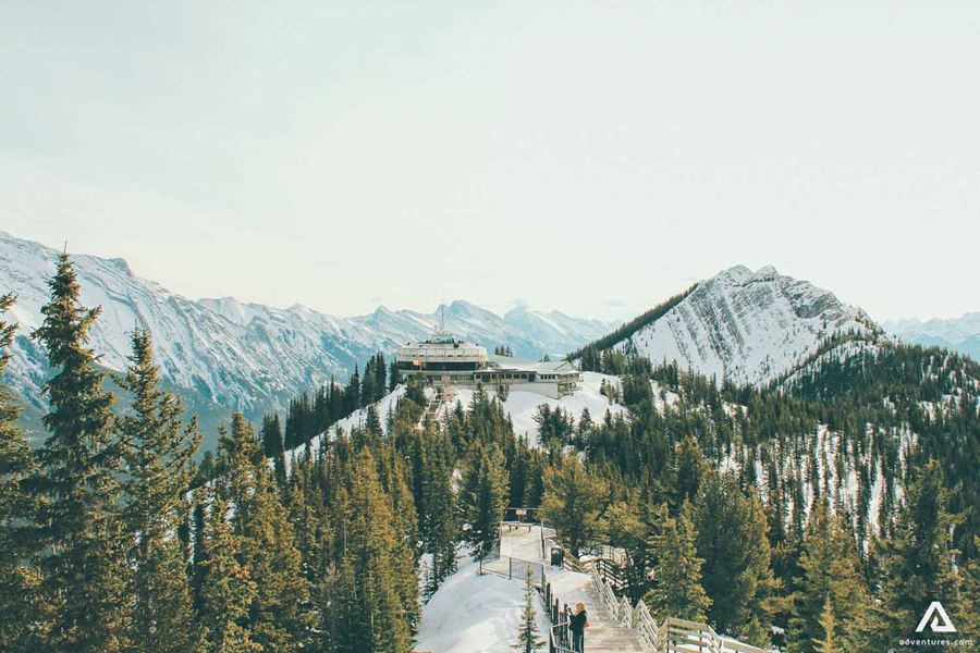 view of canadian trees in a forest