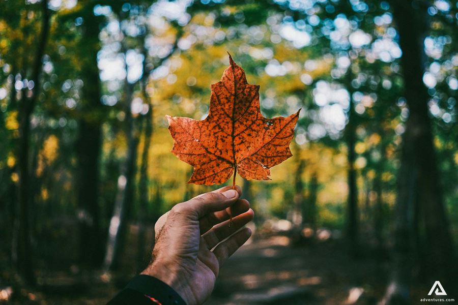holding a tree leaf in autumn
