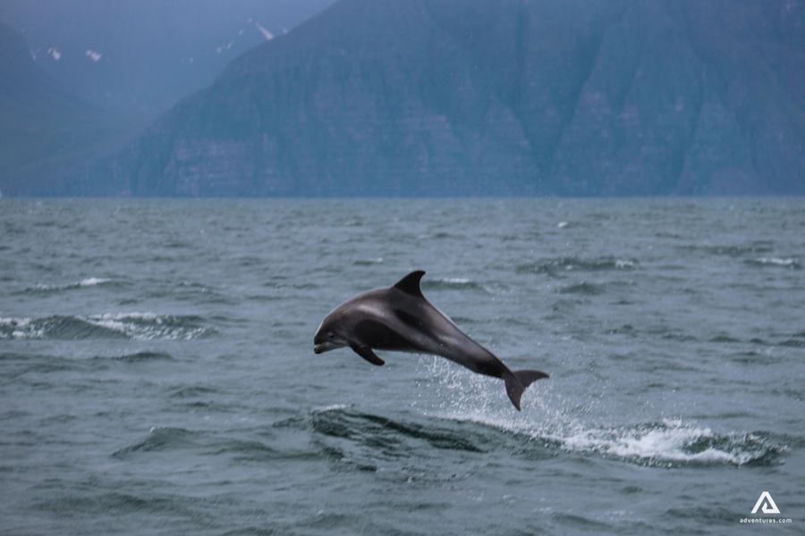 Dolphin Jumping
