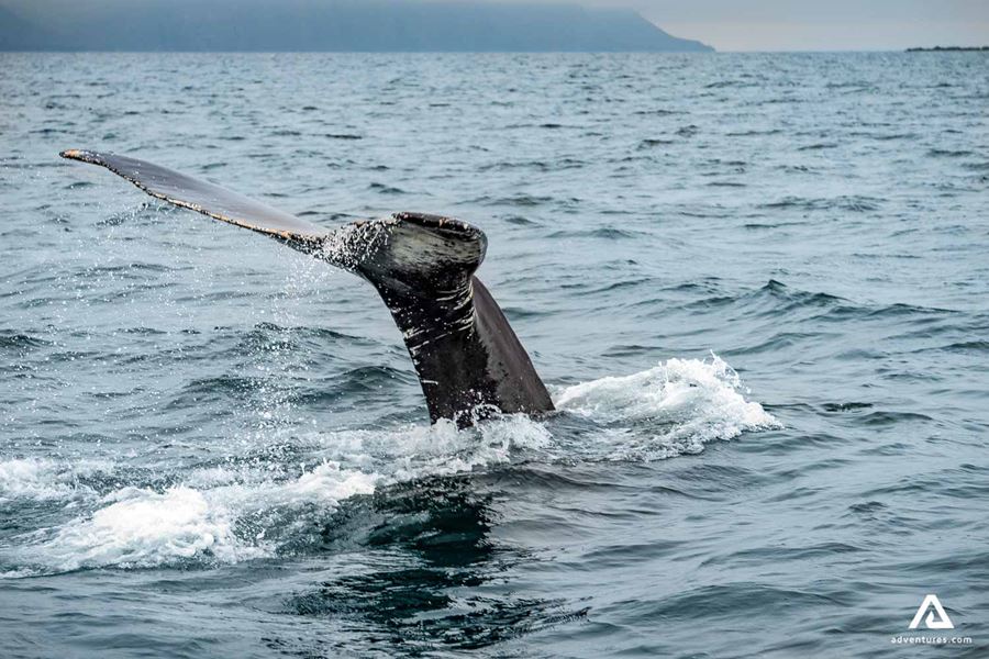 Whale showing its tail in water