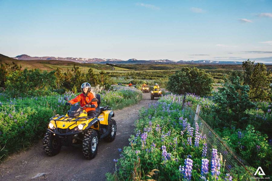 Atv tour going through lupine fields