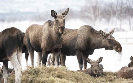 Moose Safari on Horseback