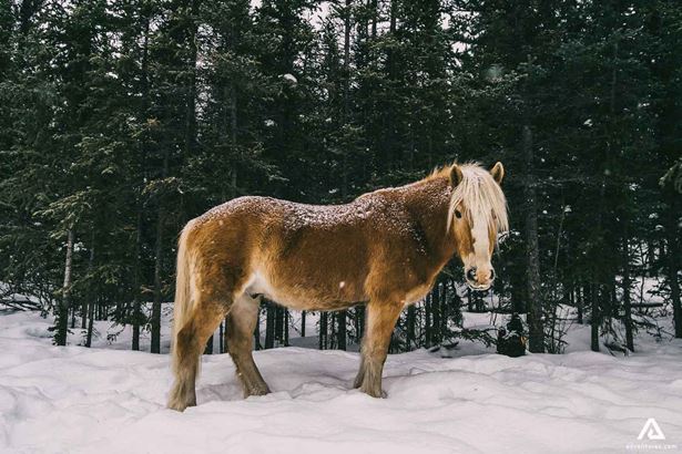 horse in the woods at winter