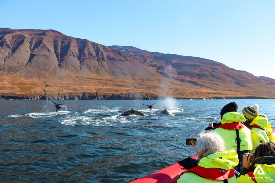 group of whales swimming near a rib boat