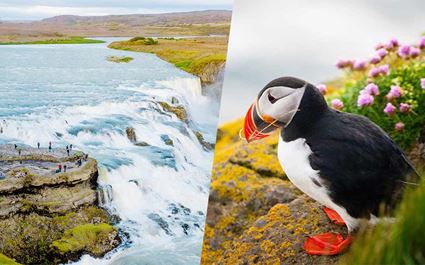 Puffin Watching from Reykjavík and Golden Circle
