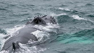 Humpback Whale Closeup in Westfjords